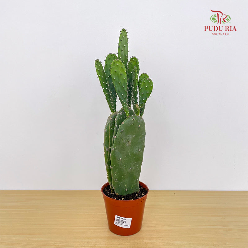 Opuntia Cochenillifera (Cactus)