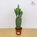 Opuntia Cochenillifera (Cactus)