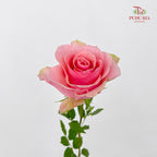 Rose Tango - (8-10 Stems)