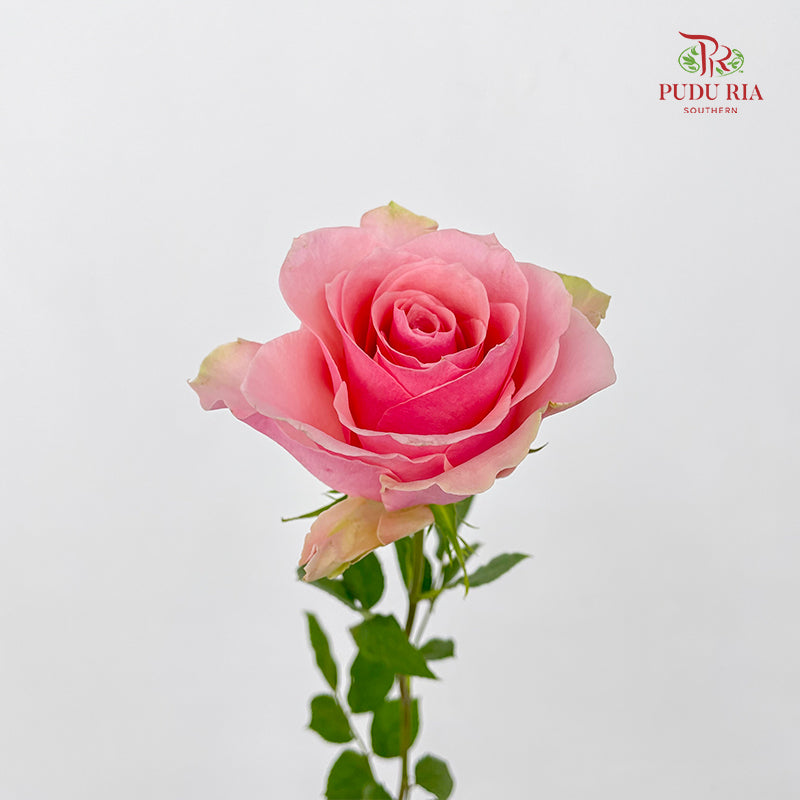 Rose Tango - (8-10 Stems)