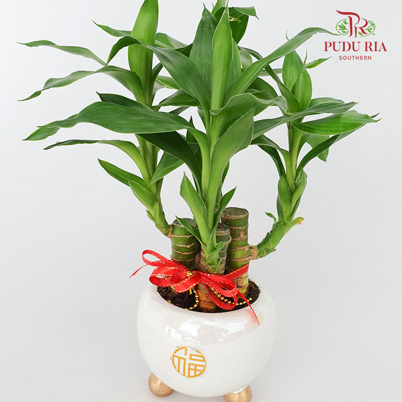 CNY Potted Plant Arrangement 2024#10