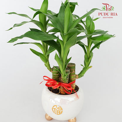 CNY Potted Plant Arrangement 2024#10