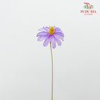 Dry Sapphire Purple - Pudu Ria Florist Southern