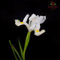 Iris White - (10 Stems)