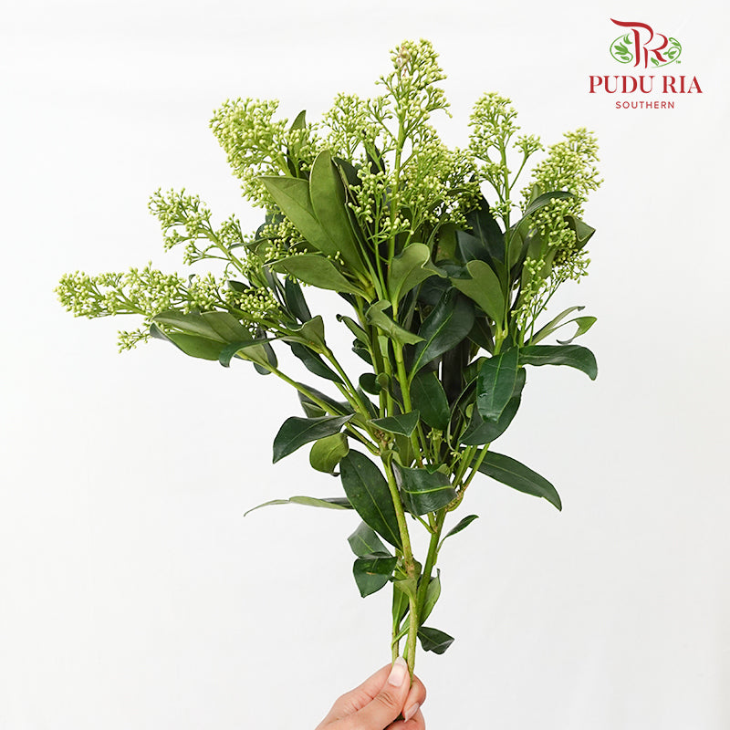 Skimmia Green 茵芋 - (Per Bundle)