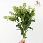 Skimmia Green 茵芋 - (Per Bundle)