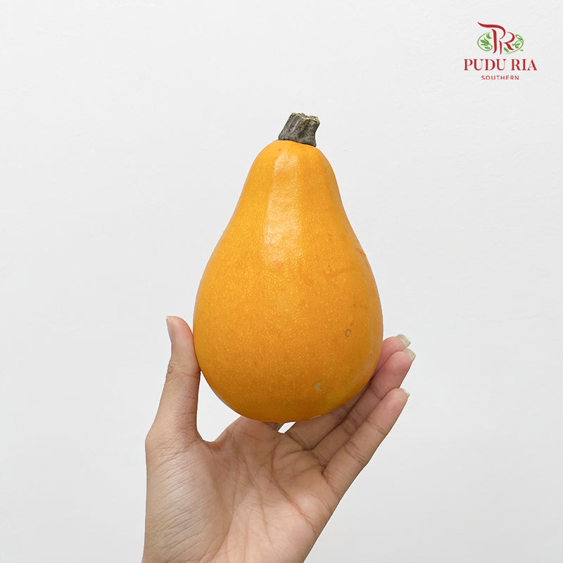 Pumpkin 观赏南瓜 - (Per Piece)