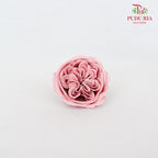 16 Bloom Austin Soap Flower Ruddy Pink - FBA088#1