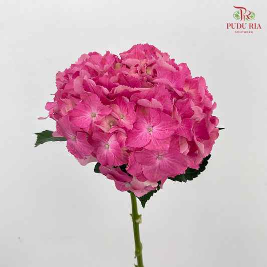 Hydrangea Pink - (Per Stem)