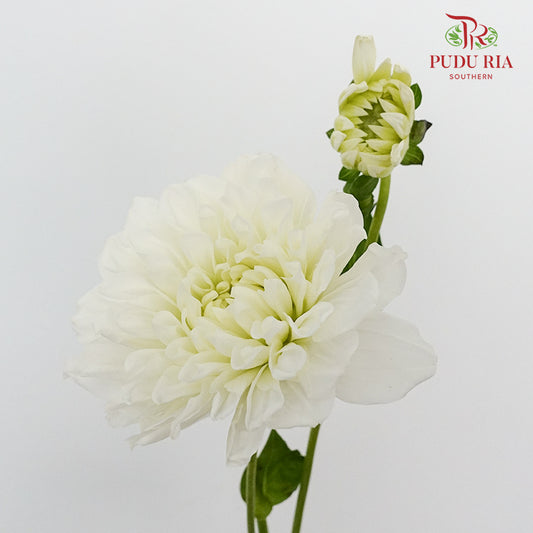 Dahlia White - (Per Bunch) - Pudu Ria Florist Southern