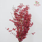 Dancing Lady Purple 文心兰 - (Per Bundle)
