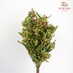 Dodonaea Viscosa - Pudu Ria Florist Southern