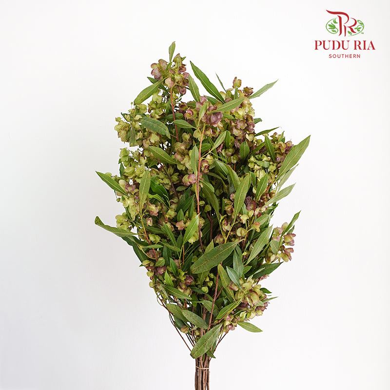 Dodonaea Viscosa - Pudu Ria Florist Southern