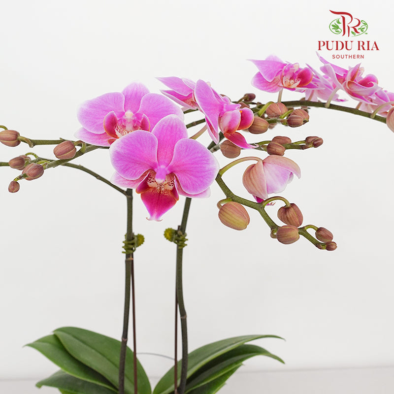 Phalaenopsis Orchid Purple Mini Double Stem