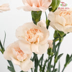 Carnation Cream 康乃馨 - (8-10 Stems)