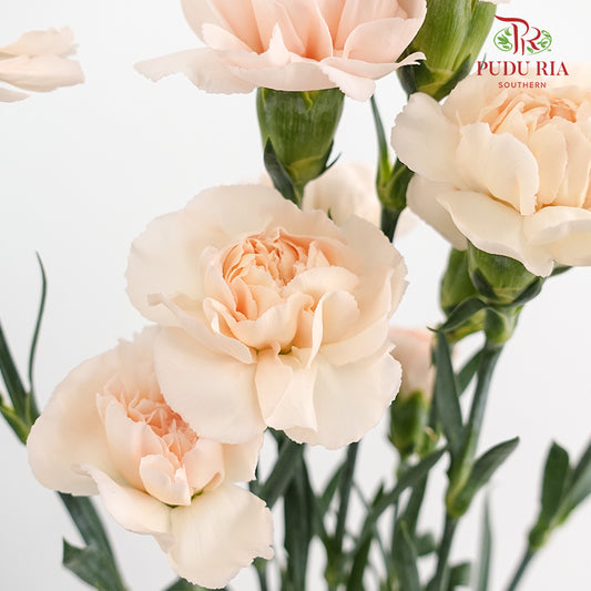Carnation Cream 康乃馨 - (8-10 Stems)