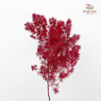 Preservative Asparagus Fern Dark Red