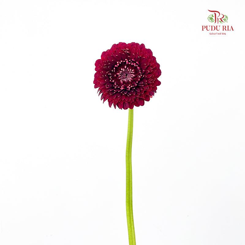 Gerbera Pomponi Mini Black Pearl - (5 Stems)