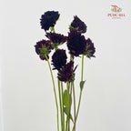 Dahlia Red - (Per Bundle)