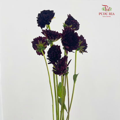 Dahlia Dark Red - (5 Stems)