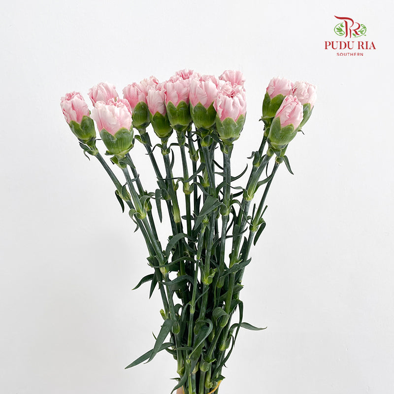 Carnation Candy Floss 棉花糖康乃馨 - (18-20 Stems)