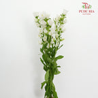 Campanula White - 5 Stems - Pudu Ria Florist Southern