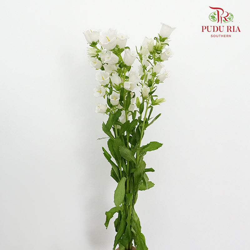 Campanula White - 5 Stems - Pudu Ria Florist Southern