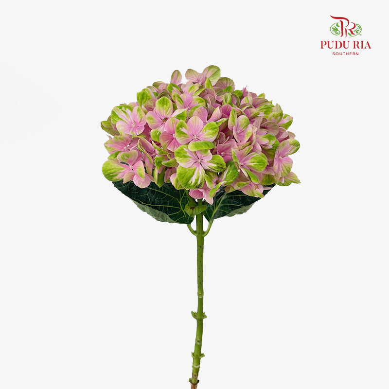 Hydrangea Two Tone Pink - (Per Stem)
