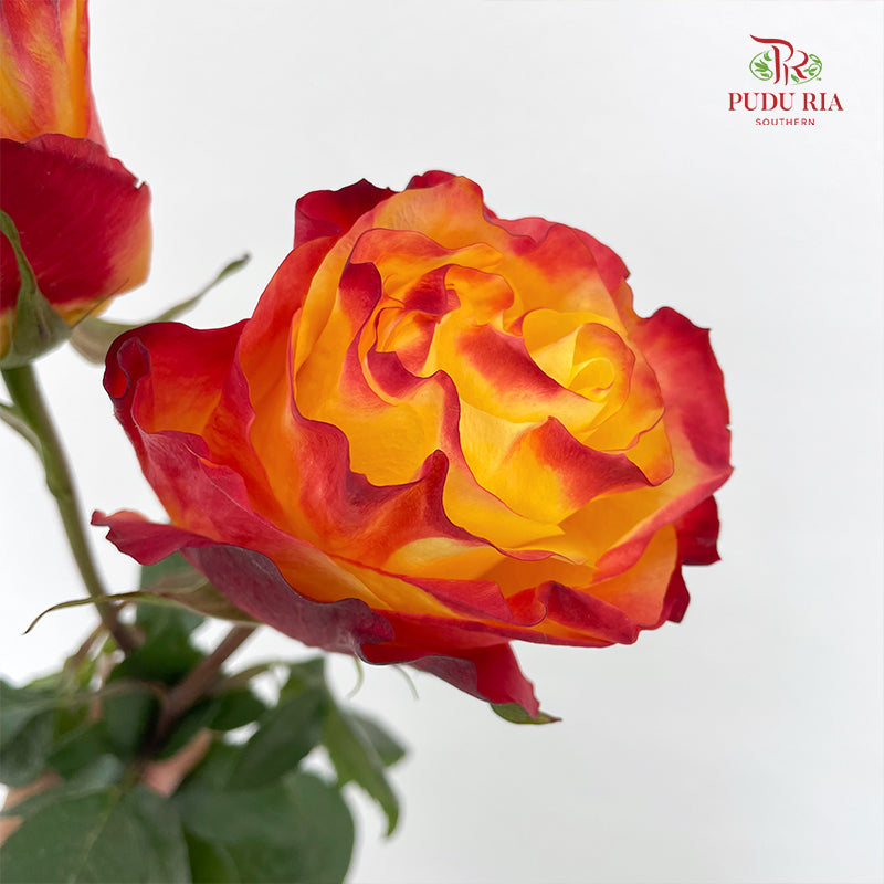 Rose Mondial Dyed Sunset X Pression - (8-10 Stems)