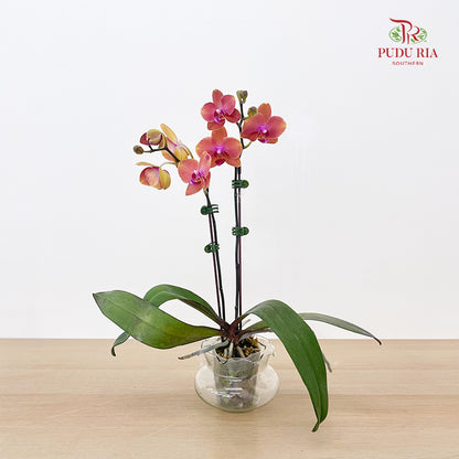 Phalaenopsis Orchid Orange Center Purple - Per Stem