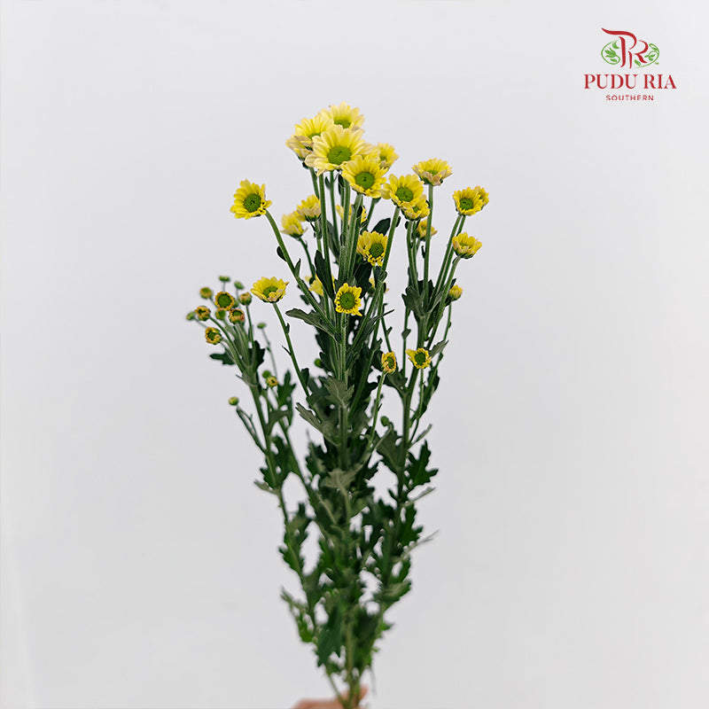 Chrysanthemum Santini / Calimero Mini Daisy Light Yellow