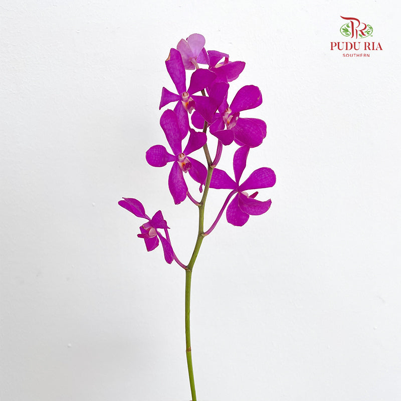 Mokara Orchid Magenta - (10 Stems)