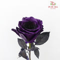 Rose Purple Amethyst  (8-10 Stems) - Pudu Ria Florist Southern