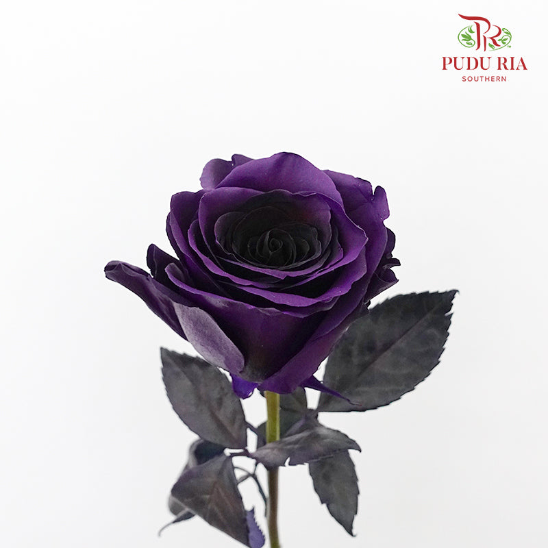 Rose Purple Amethyst  (8-10 Stems) - Pudu Ria Florist Southern