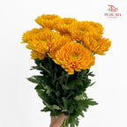 Net Mum Chrysanthemum Gold - (10-12 Stems)
