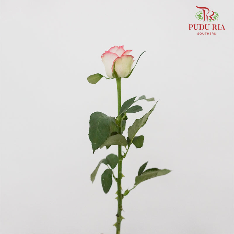 Rose Pink White  (19-20 Stems) - Pudu Ria Florist Southern