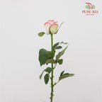 Rose Pink White  (19-20 Stems) - Pudu Ria Florist Southern