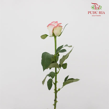 Rose Pink White  (19-20 Stems) - Pudu Ria Florist Southern