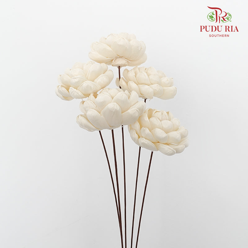 Dry Sola Wood Lotus - Pudu Ria Florist Southern