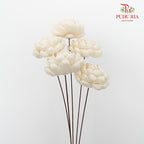 Dry Sola Wood Lotus - Pudu Ria Florist Southern