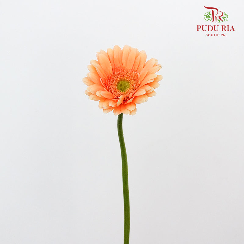 Gerbera Bright Peach (8-10 Stems) - Pudu Ria Florist Southern