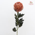 Peony Chrysanthemum Dyed Brown - (5 Stems)