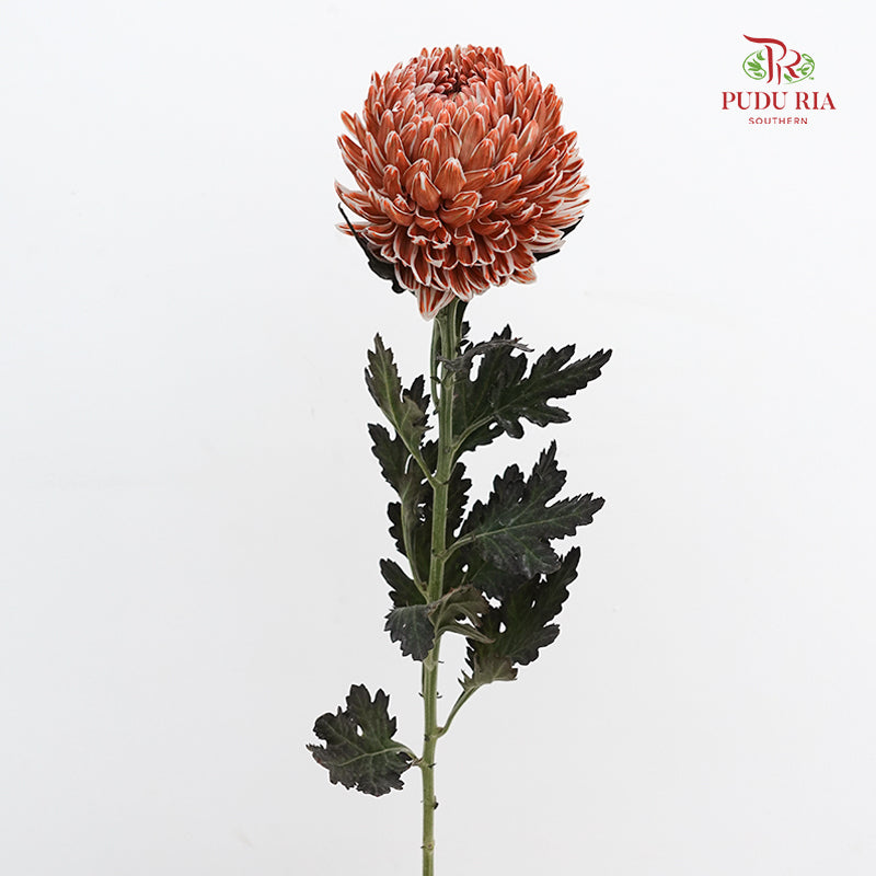 Peony Chrysanthemum Dyed Brown - (5 Stems)