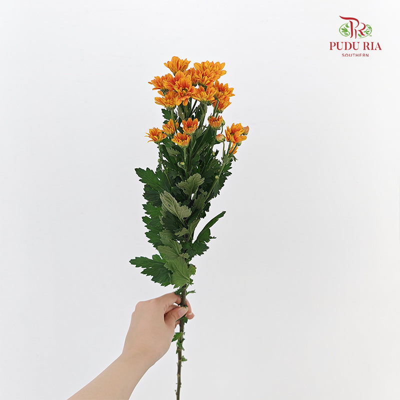Chrysanthemum Pompom Daisy Orange 1 - (10-12 Stems)