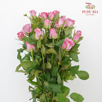 Rose Magenta (19-20 Stems) - Pudu Ria Florist Southern