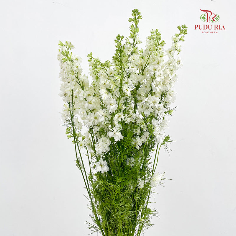 Delphinium Consolida White - ( Per Bundle)