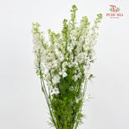 Delphinium Consolida White - ( Per Bundle)