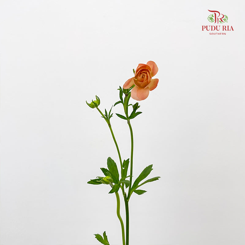 Ranunculus Butterfly Orange 蝴蝶洋牡丹 - (5 Stems)