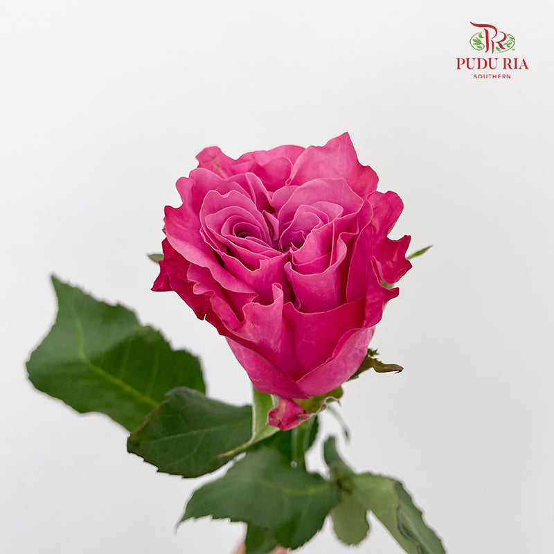 Rose Country Blues - (8-10 Stems)