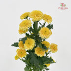 Chrysanthemum Calimero Pompom Miller Bronze - (10-12 Stems)